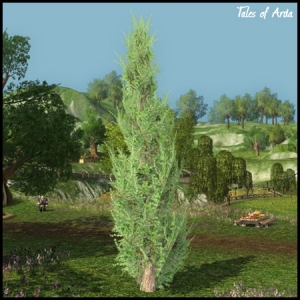 Cedar Tree