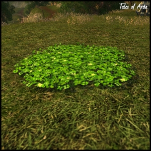 Clover Patch