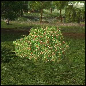 Pink Rhododendron