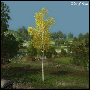 Tall Birch Tree
