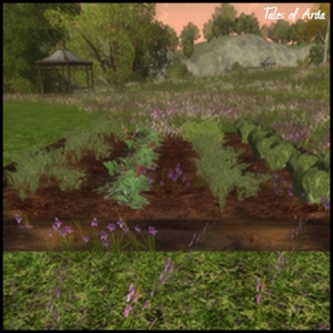 Vegetable Garden