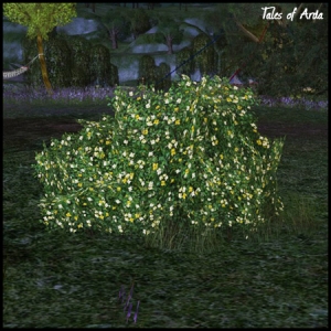 Yellow Rhododendron