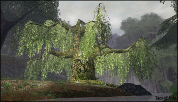 Old Man Willow